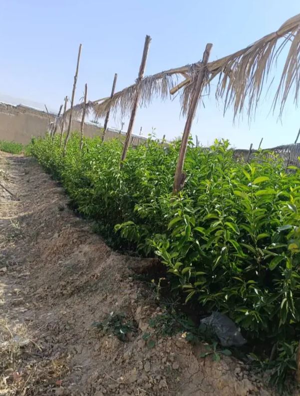 نهال درخت مرکبات سیاه درخت در ارم شیراز