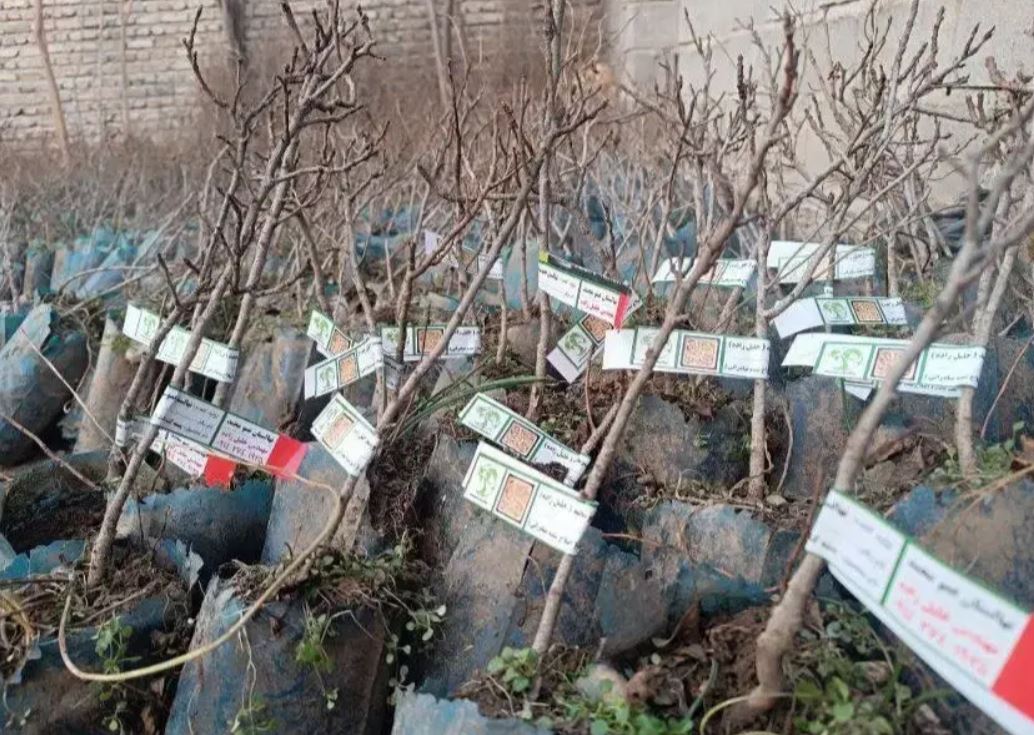 پسته گردو از سال دوم کاشت باردهی کاملا تضمینی در آبیاری شیراز