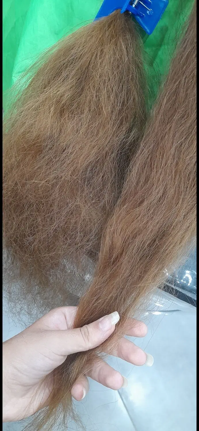 موخوره گیری روسی بدون کوتاهی در کازرون، خ انتظام