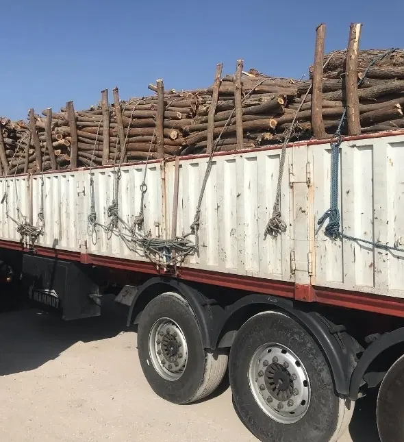 بهترین خریدار چوب و درخت در باغ و منزل در جهرم، میدان چمران