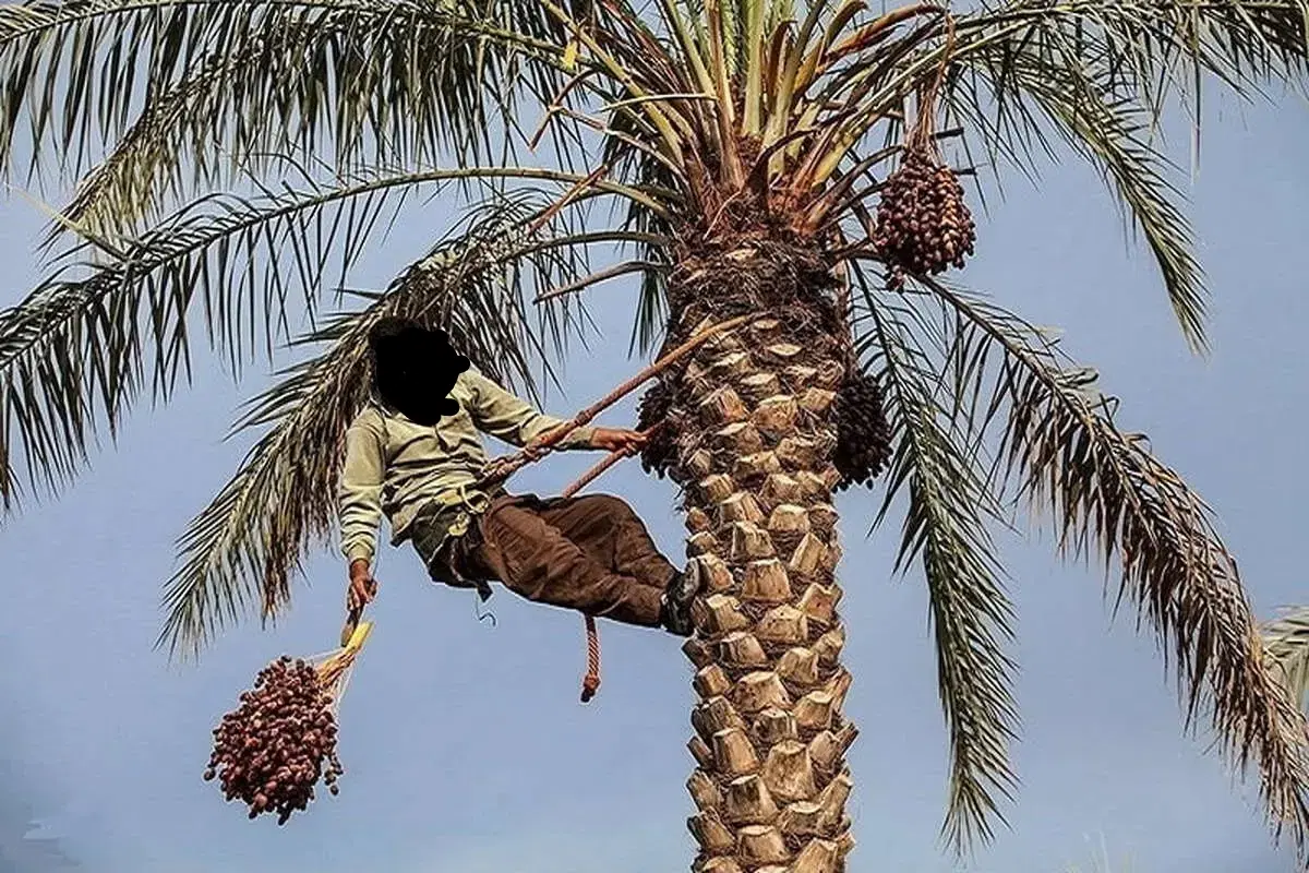 توختک بری در جهرم، خ آزادگان ۲.۵