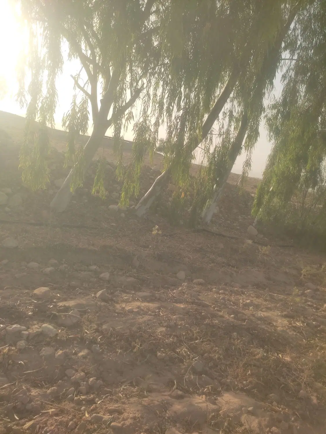 خریدار چوب و هرس درخت فارس کرمان در جهرم، خ مطهری ۲۹.۲