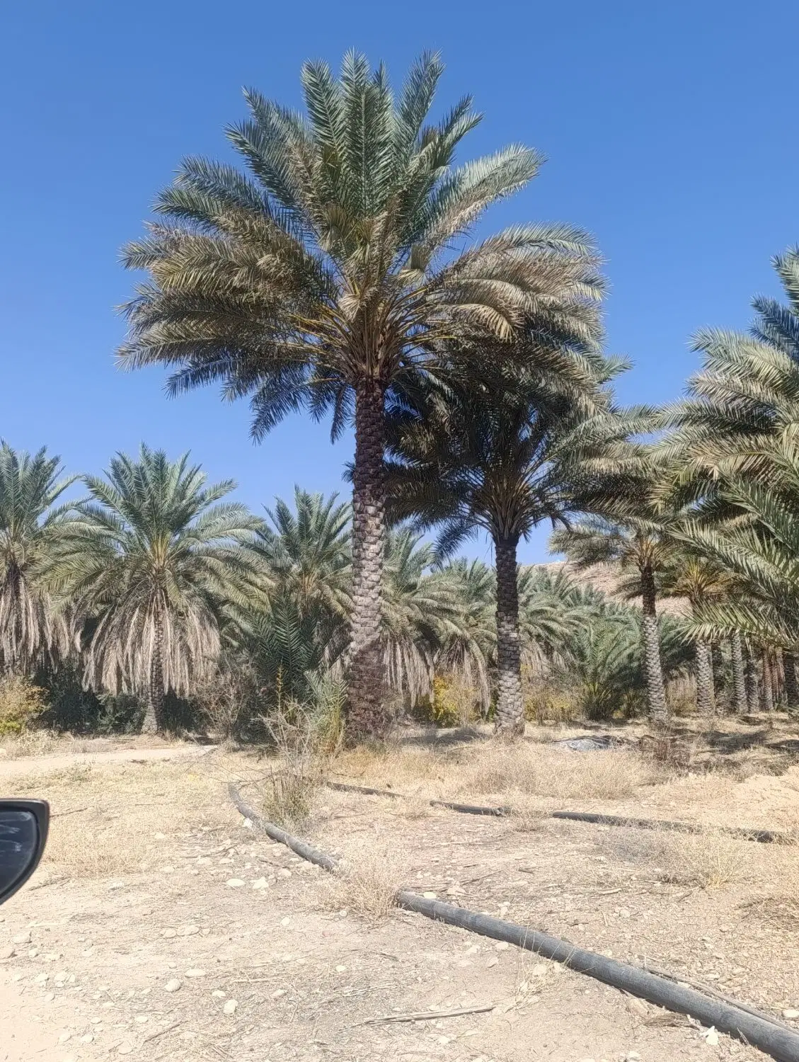کاشت گل و گیاه هر روز از ساعت ۷ تا ۲۳ «حتی در روزهای تعطیل»