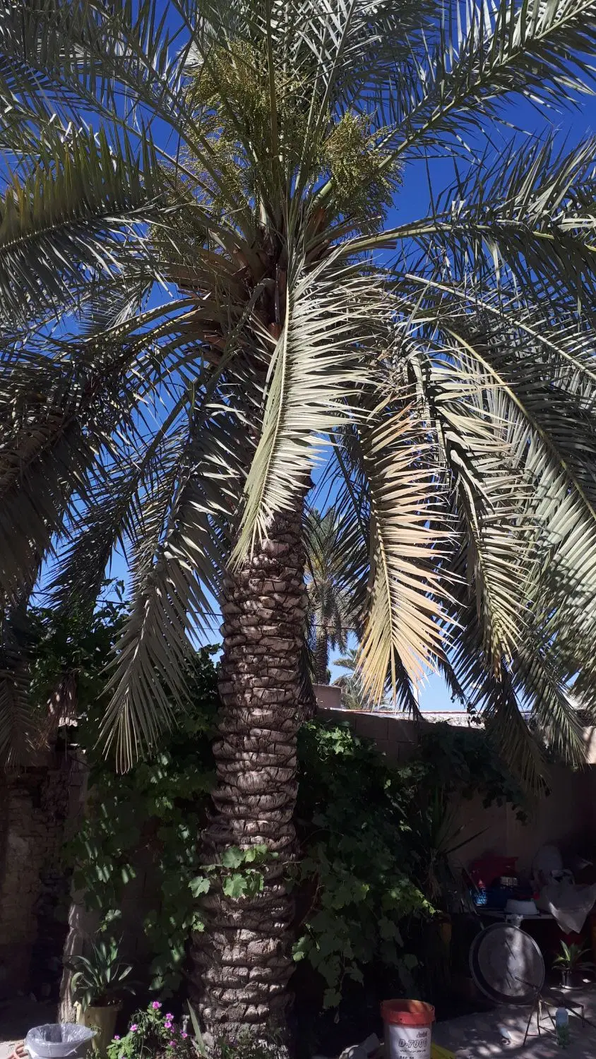 نخل خاسویی در جهرم، خ رهبری سی و چهارم