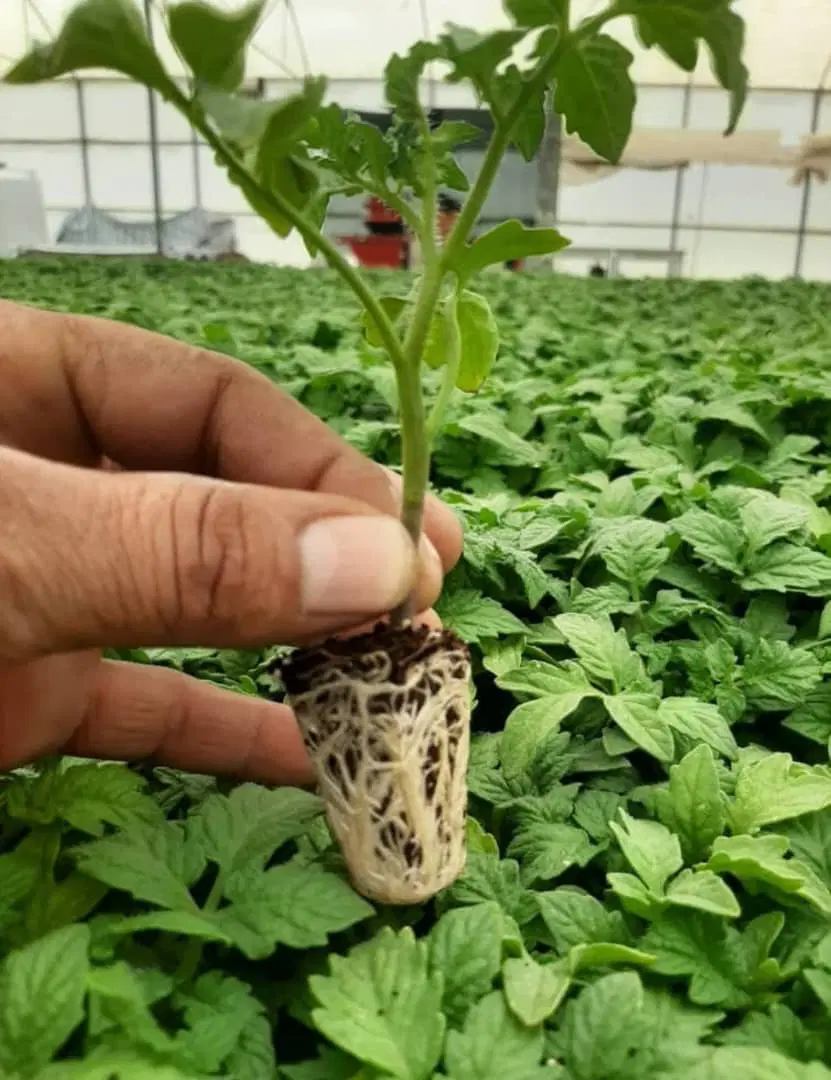 نشا گوجه فرنگی در مرودشت، گندم