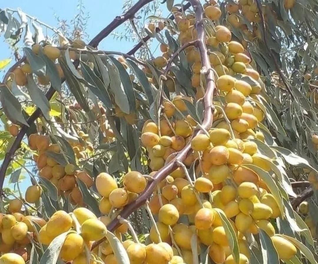 نهال سنجد پربار وبی نظیر خوشه ای گلدانی اصلاح شده در شیراز، درکی