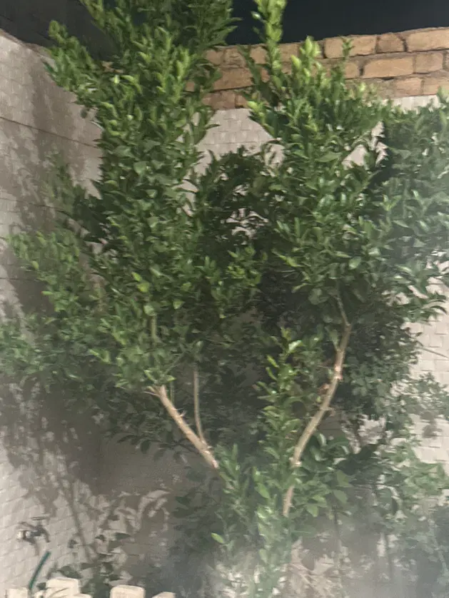 هرس کردن باغ،علف زدن باغ،گوده پای درختان، در شیراز، باغشهر اهل بیت