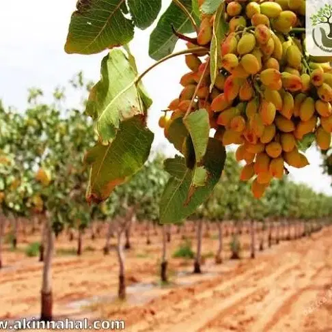 پیوند پسته در شیراز، زیباشهر، خ شهید آسمانی