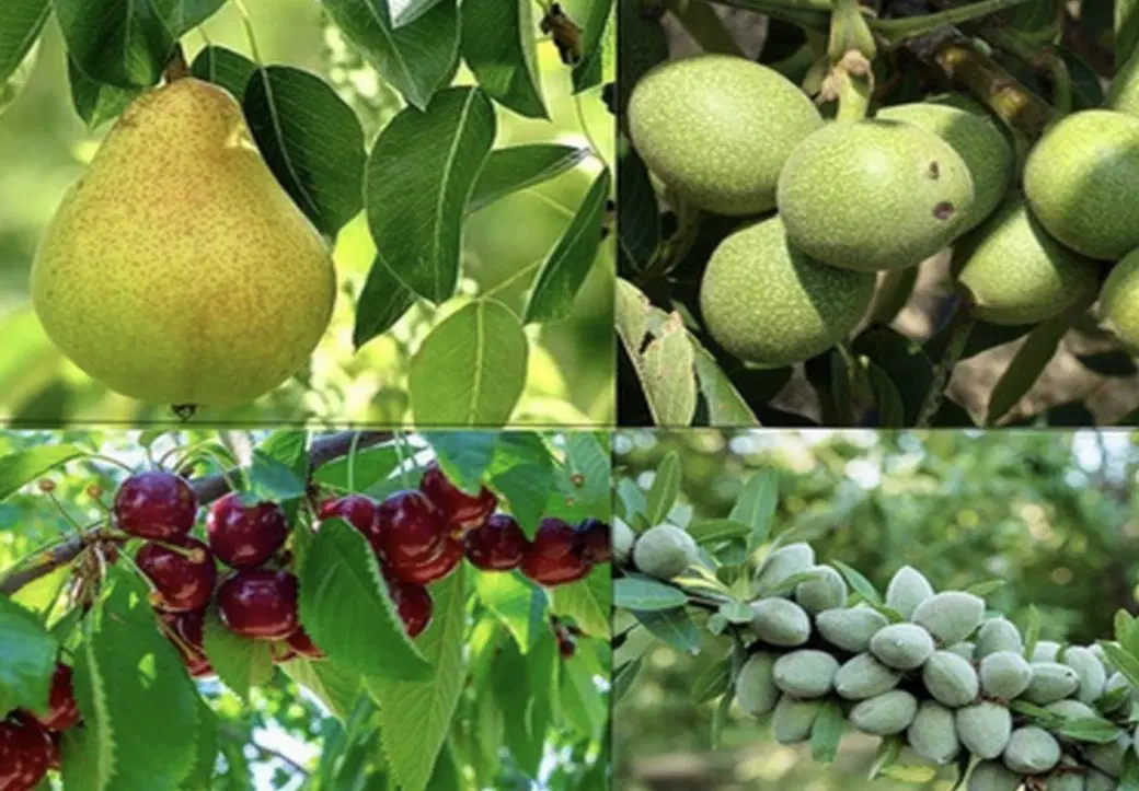 کود کامل ارگانیک کشاورزی به قیمت کارخانه در آباده