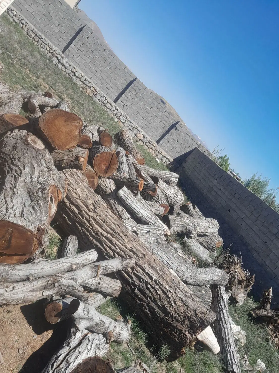 خرید چوب درخت شیراز، بالا کفت