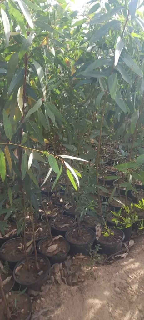 نهالستان باغداران جنوب جهرم قلات