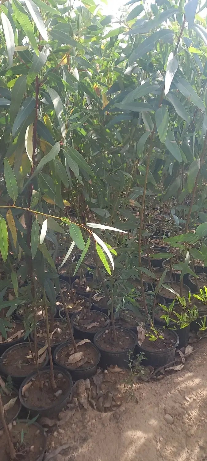 نهالستان باغداران جنوب جهرم قلات